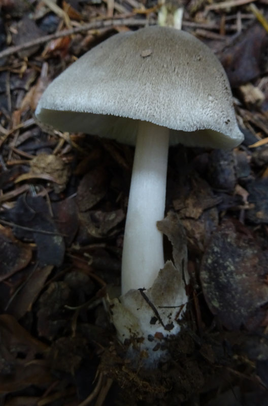 forse: Volvariella caesiotincta